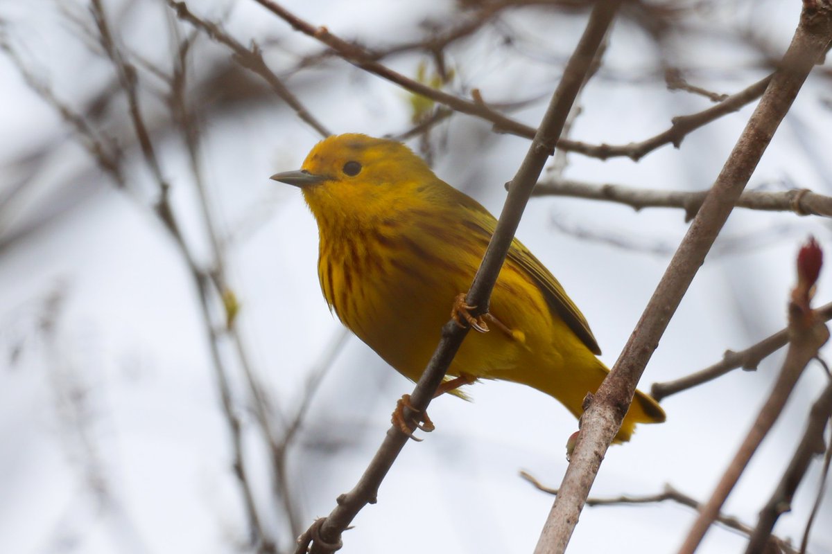 jamiesample99's tweet image. Yellow Warbler, Northern Harrier, Carolina Wren and Tree swallow among the many highlights at Jamaica Bay Wildlife Refuge, 21 April 2025 @BirdQueens #NYC