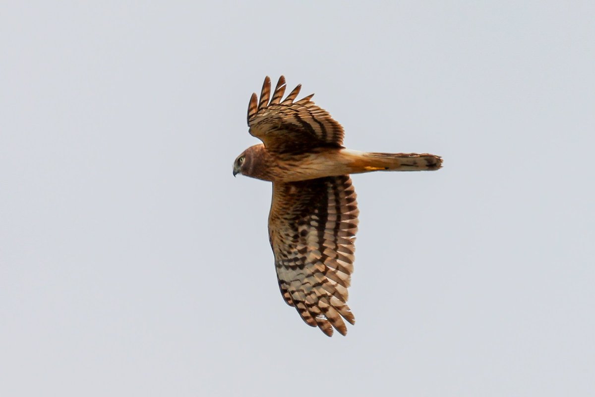 jamiesample99's tweet image. Yellow Warbler, Northern Harrier, Carolina Wren and Tree swallow among the many highlights at Jamaica Bay Wildlife Refuge, 21 April 2025 @BirdQueens #NYC