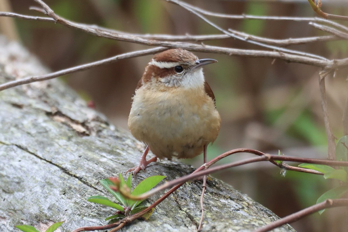 jamiesample99's tweet image. Yellow Warbler, Northern Harrier, Carolina Wren and Tree swallow among the many highlights at Jamaica Bay Wildlife Refuge, 21 April 2025 @BirdQueens #NYC