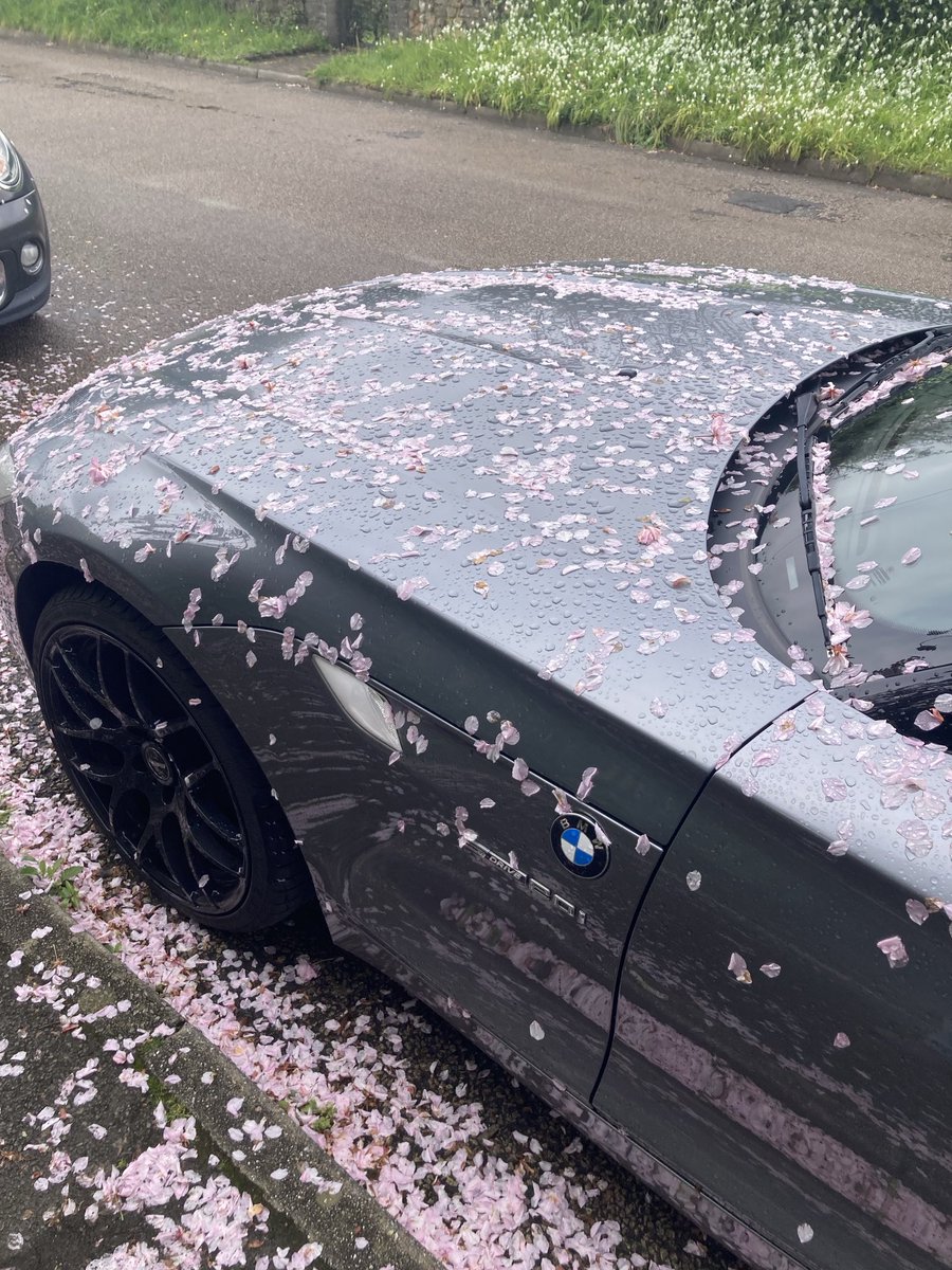 As much as we just love ❤️ cherry blossom, you need to spare a thought where you park! The owner of this one reckons he could hire his as a wedding 🚗😂