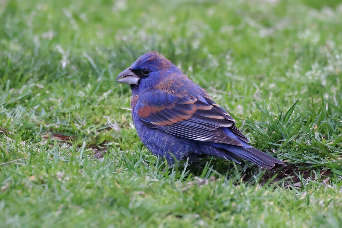 jamiesample99's tweet image. Blue Grosbeak and Fox sparrow at Brooklyn Bridge Park, 21 April 2025 @BirdBrklyn #NYC