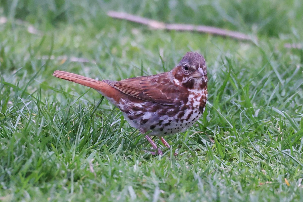 Jamie Sample (@jamiesample99) on Twitter photo Blue Grosbeak and Fox sparrow at Brooklyn Bridge Park, 21 April 2025 <a href="/BirdBrklyn/">Brooklyn Bird Alert</a> #NYC Blue Grosbeak and Fox sparrow at Brooklyn Bridge Park, 21 April 2025 <a href="/BirdBrklyn/">Brooklyn Bird Alert</a> #NYC