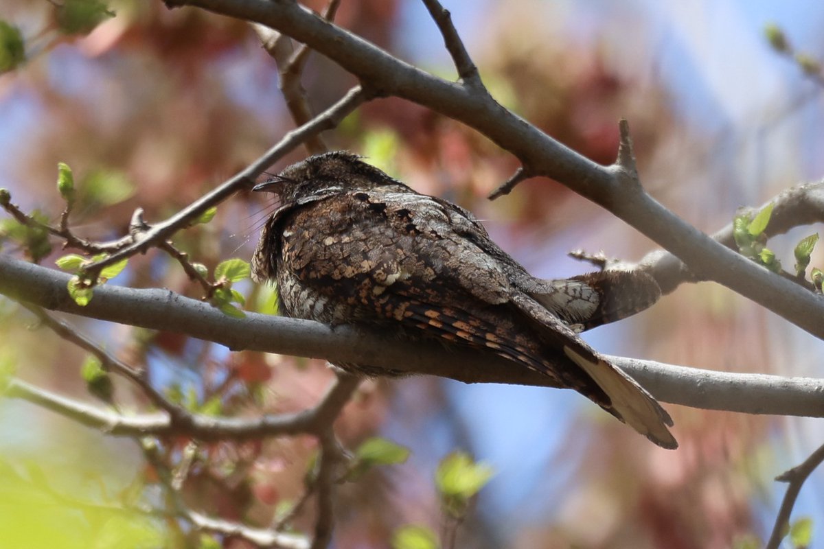 Jamie Sample (@jamiesample99) on Twitter photo Eastern Whip-Poor-will at Central Park, 22 April 2025 <a href="/BirdCentralPark/">Manhattan Bird Alert</a> #birdcpp #NYC Eastern Whip-Poor-will at Central Park, 22 April 2025 <a href="/BirdCentralPark/">Manhattan Bird Alert</a> #birdcpp #NYC