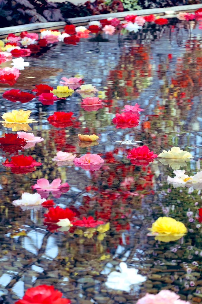 Lemomon02's tweet photo. 色とりどりの花が
水にゆらめく夢のような景色でした。
Colorful blossoms floating on water — like a scene from a dream.
#ベゴニアガーデン #なばなの里 #花のある暮らし #floatingflowers #flowers #beautifuldestinations #癒しの風景 #naturelovers https://t.co/K1Sm7oQmFu