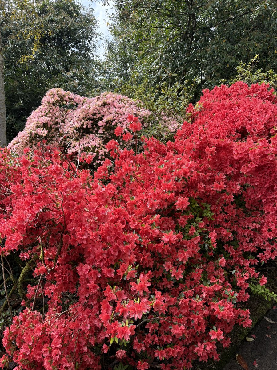 Another beautiful charity open day <a href="/Tregothnan/">Tregothnan</a> &amp; no rain!