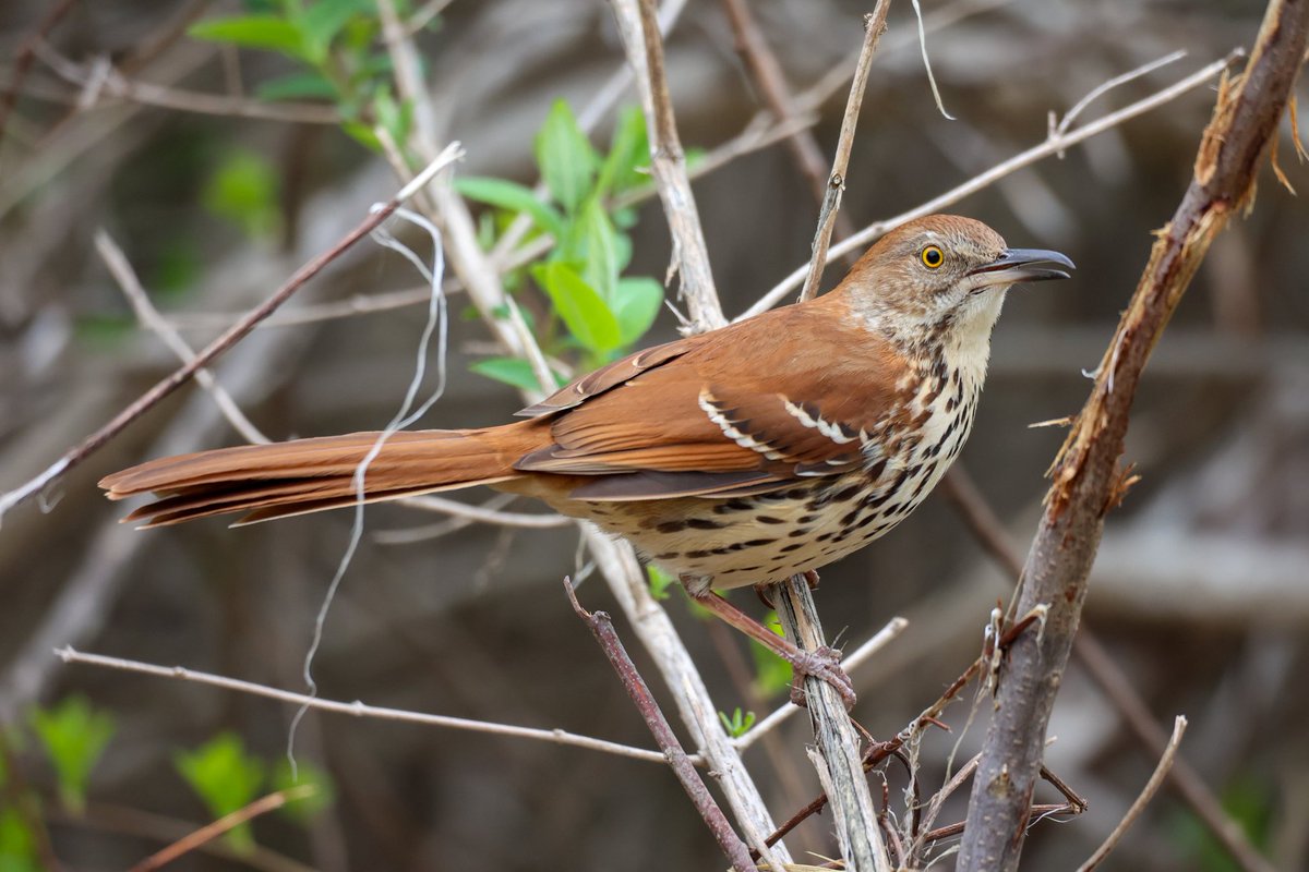 jamiesample99's tweet image. Has a great time in New York City with a total of 99 species including 62 lifers!! Not too bad for a weekend away!!