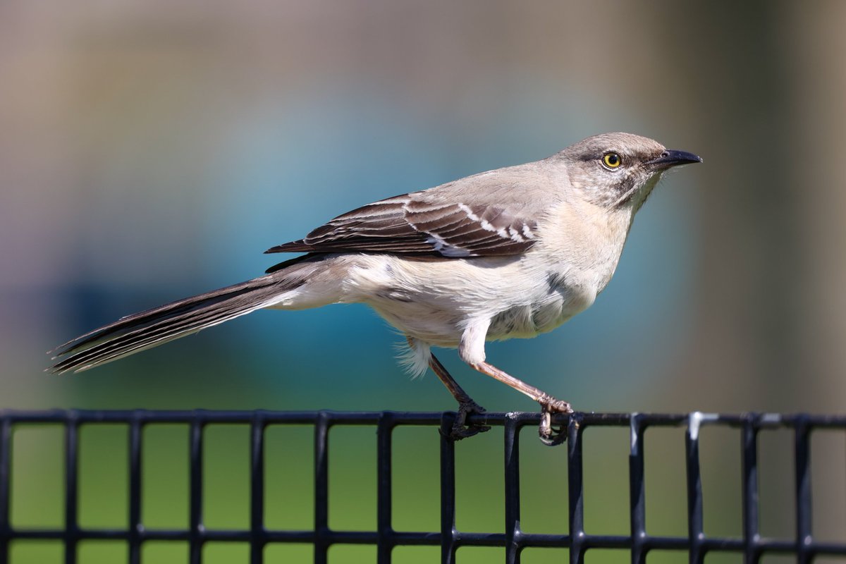 jamiesample99's tweet image. Has a great time in New York City with a total of 99 species including 62 lifers!! Not too bad for a weekend away!!