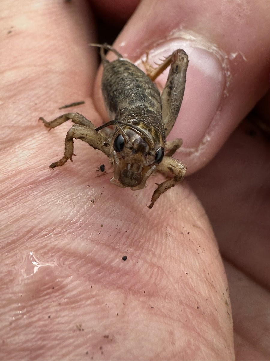 Gonzalo Amarillo Córdoba (@gonzaloac96) on Twitter photo 