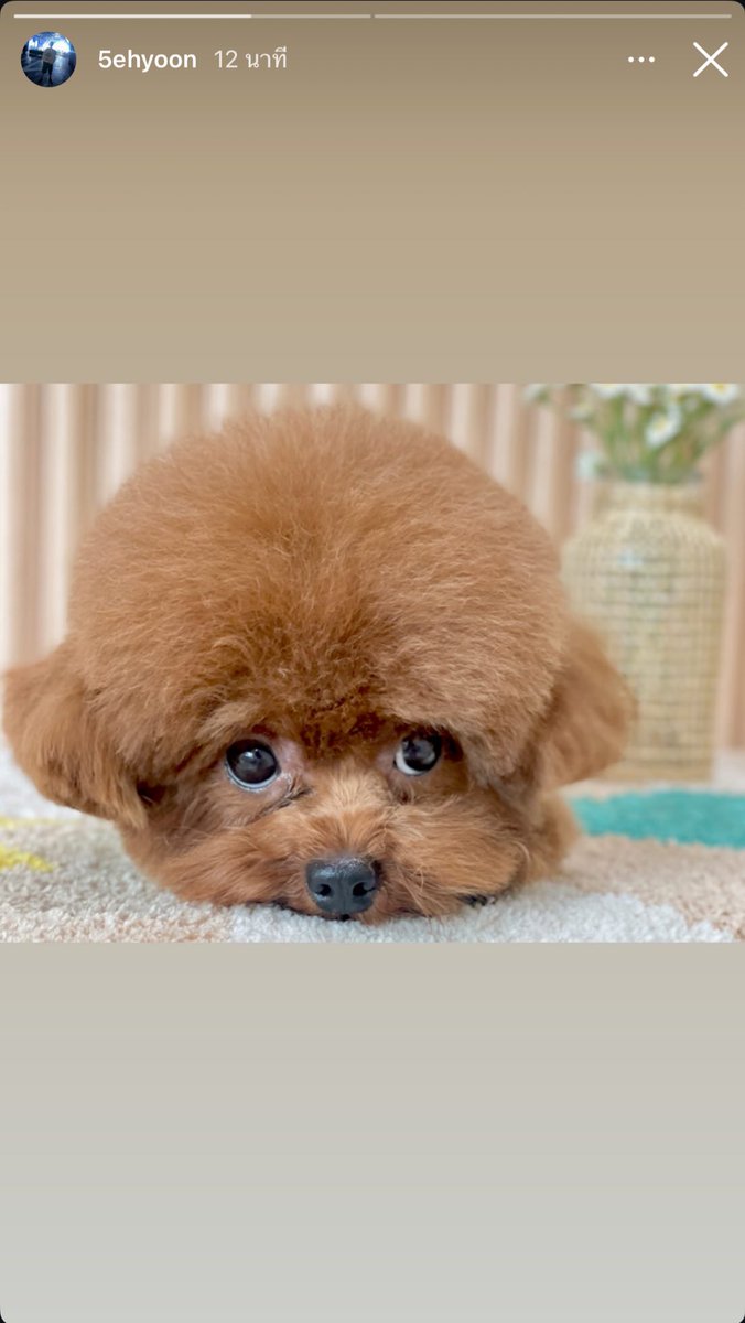Tiny Wow ํ์ด๋ ์์ฐ๐ป (@wowbkjhjhbkyc) on Twitter photo Wow IG story update
Poby is so cute plus his adorable collar give me a heart attack โค๏ธ
#Wow | #ACE | #Sehyoon | #์์ฐ | #์์ด์ค |#์ธ์ค | #เนเธญเธ | #เนเธญเธ | #เธงเนเธฒเธง | #เนเธเธขเธธเธ | #nowwow | #kingwow |#๋์ฐ์์ฐใ
ฃ #๊น
์์ฐ | #wowig |#acewowig | #poby | #ํฌ๋น | #4b4b44b4 Wow IG story update
Poby is so cute plus his adorable collar give me a heart attack โค๏ธ
#Wow | #ACE | #Sehyoon | #์์ฐ | #์์ด์ค |#์ธ์ค | #เนเธญเธ | #เนเธญเธ | #เธงเนเธฒเธง | #เนเธเธขเธธเธ | #nowwow | #kingwow |#๋์ฐ์์ฐใ
ฃ #๊น
์์ฐ | #wowig |#acewowig | #poby | #ํฌ๋น | #4b4b44b4