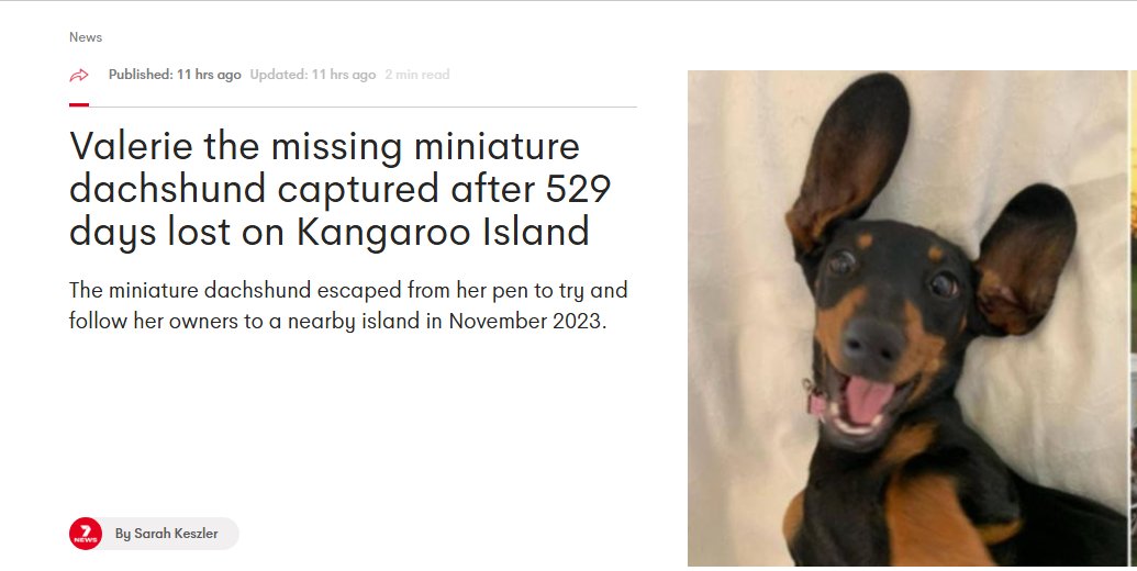 Post_MPanda's tweet image. Ladies and Gentlemen, we have caught and compromised to a permanent end Valerie the miniature dachshund