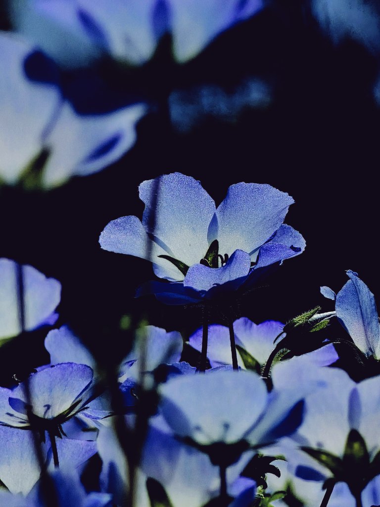 noblemindedness's tweet photo. しじみ蝶 https://t.co/34CJuJwy1M