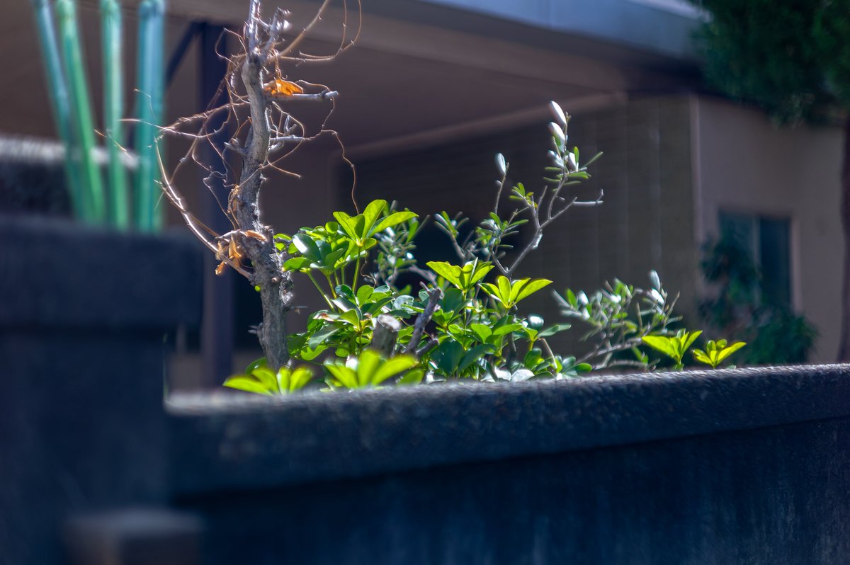 yoyo_com_'s tweet image. CHRONICLE 130 : Memory Glass
Old optics tint new leaves in a softened March light.  
Color stays faithful to the moment remembered.  
Setagaya, Tokyo, Japan 2025 Spring
（三月の柔色と若葉。）

#StreetPhotography #Setagaya #Summarit #ChronicleSeries #Leica #M9
