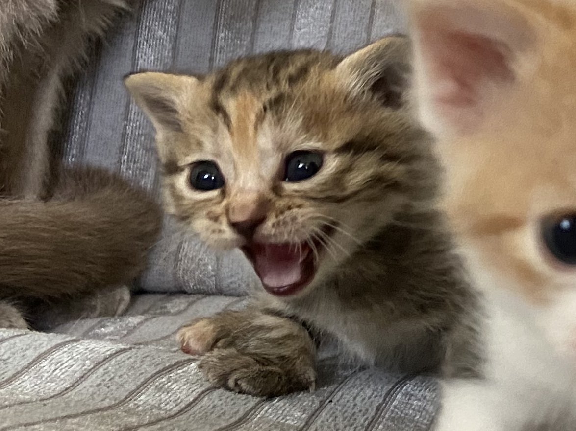 GDortayak's tweet photo. Gariban kedi flodu https://t.co/rVqnpBSd6S