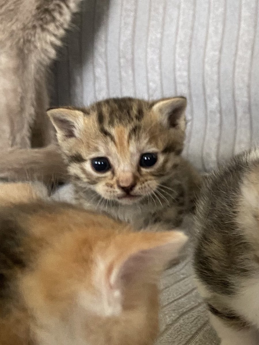 GDortayak's tweet photo. Gariban kedi flodu https://t.co/rVqnpBSd6S