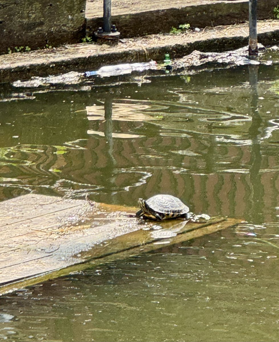 Tim Holmes ๐๐ช๐บ ๐บ๐ฆ๐ฑ (@holmestw) on Twitter photo Caught this little chap sunbathing at Shadwell Basin in East London. A rare spot, if Iโm not mistaken? <a href="/CelticReptile/">Celtic Rewilding</a> <a href="/londonwildcare/">Riverside Animal</a> #Shadwell #Wapping Caught this little chap sunbathing at Shadwell Basin in East London. A rare spot, if Iโm not mistaken? <a href="/CelticReptile/">Celtic Rewilding</a> <a href="/londonwildcare/">Riverside Animal</a> #Shadwell #Wapping