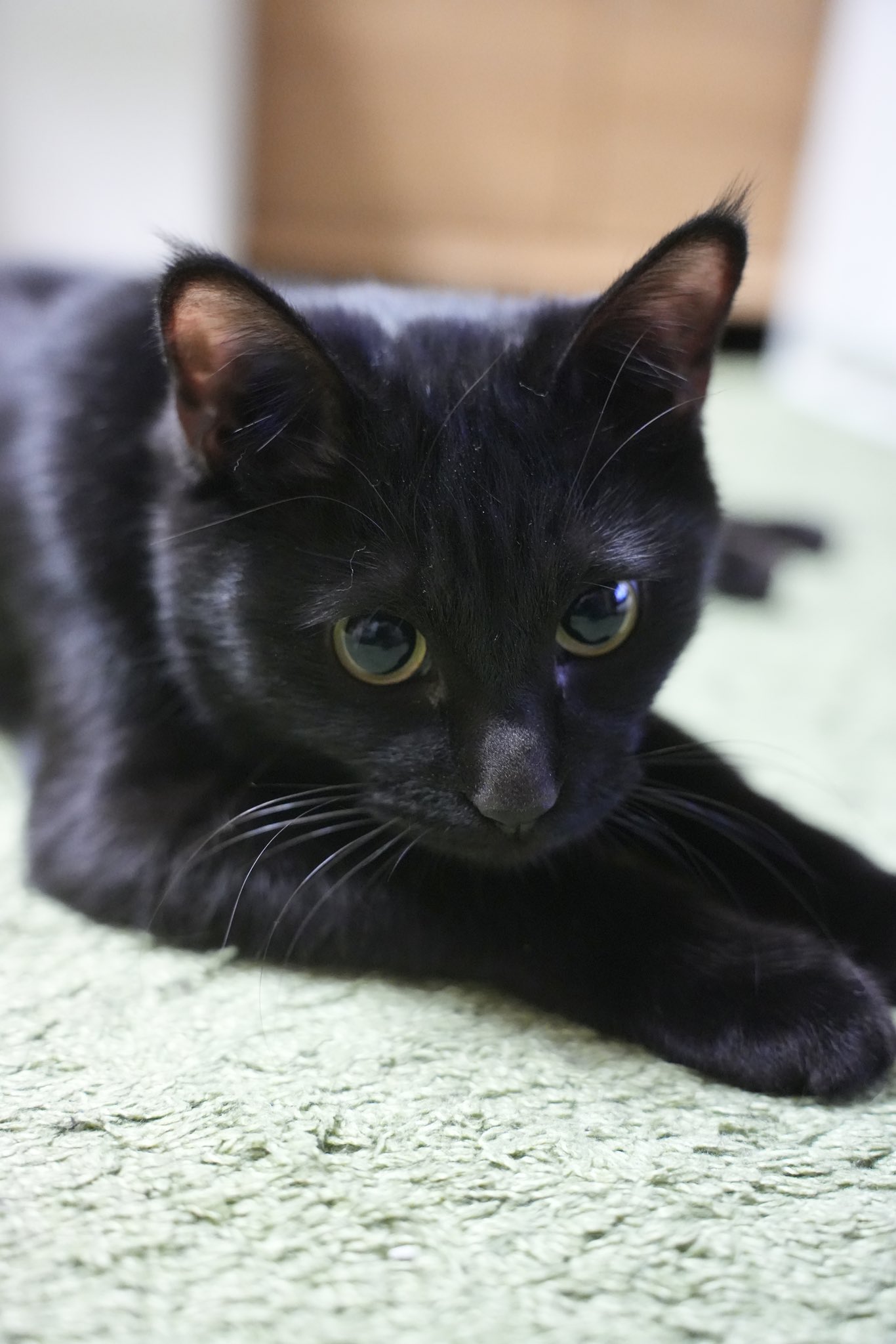 トンネルは映えてかわいい。#黒猫つくねちゃん #Tsukune_chan