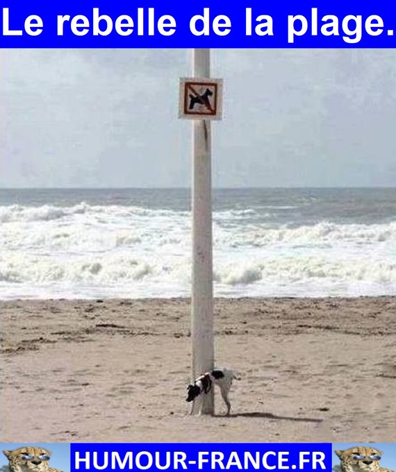 text alternatif