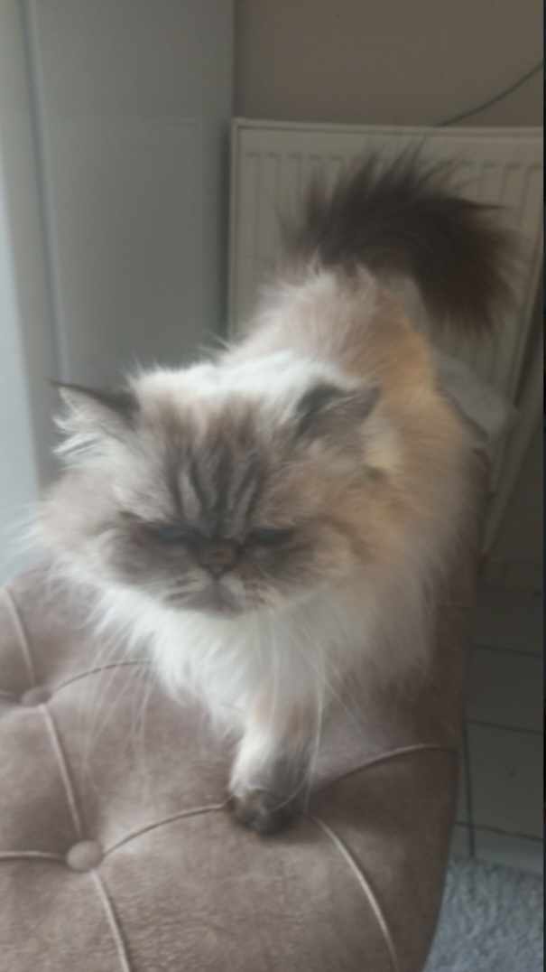 DERYA ASLAN tweet media