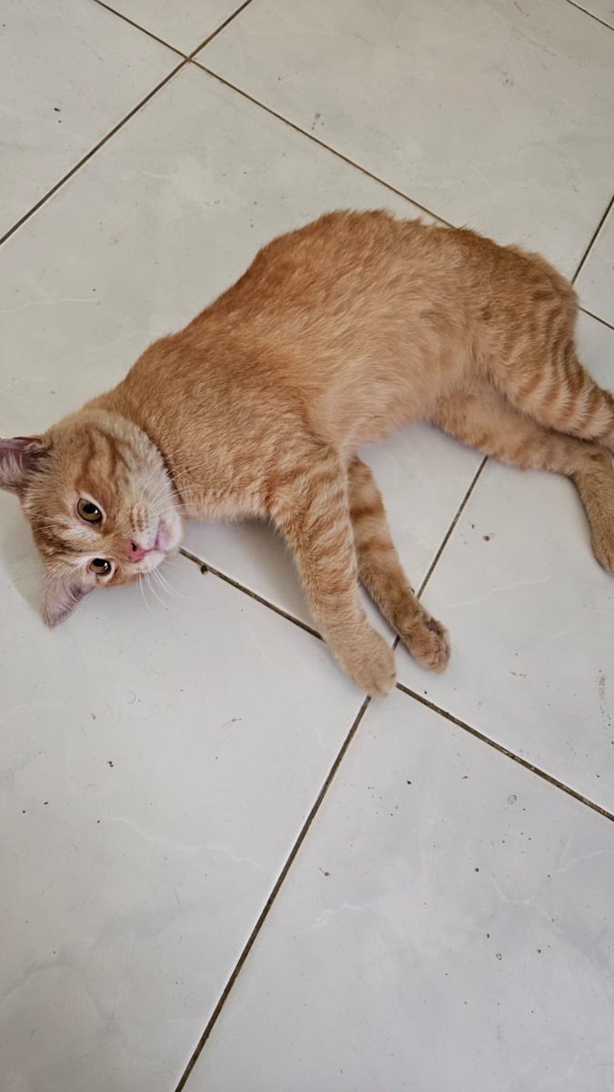 ericdafisca's tweet image. 