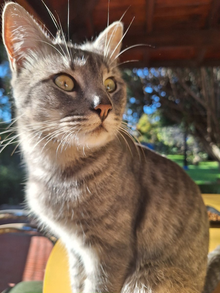 meetMeAtMontauk's tweet photo. Yo soy nueva en esto de tener gatos, pero como puede ser que un ser tan bonito y dulce DE LA NADA me muerda la mano??!! 😭 https://t.co/qu6Efqm3Go