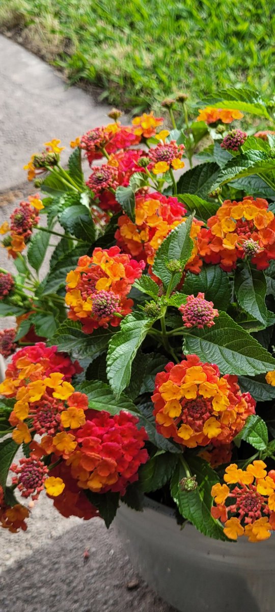 little pops of joy
offering more than beauty -
pollinator feast
#haikuSaturday