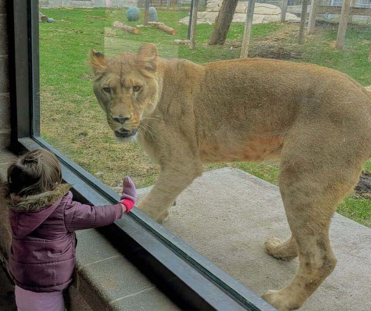 New lioness Anga has been making appearances in the lion yard! She and Loid continue to get to know one another while being in separate spaces, and while she's still showing some signs of being a bit nervous, things are progressing positively!