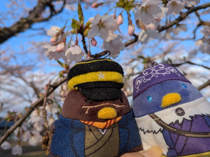 五稜郭の桜。私らが行った時は満開まではもう少し先って感じでしたがそれでも綺麗でした。満開になると壮観なんでしょうね