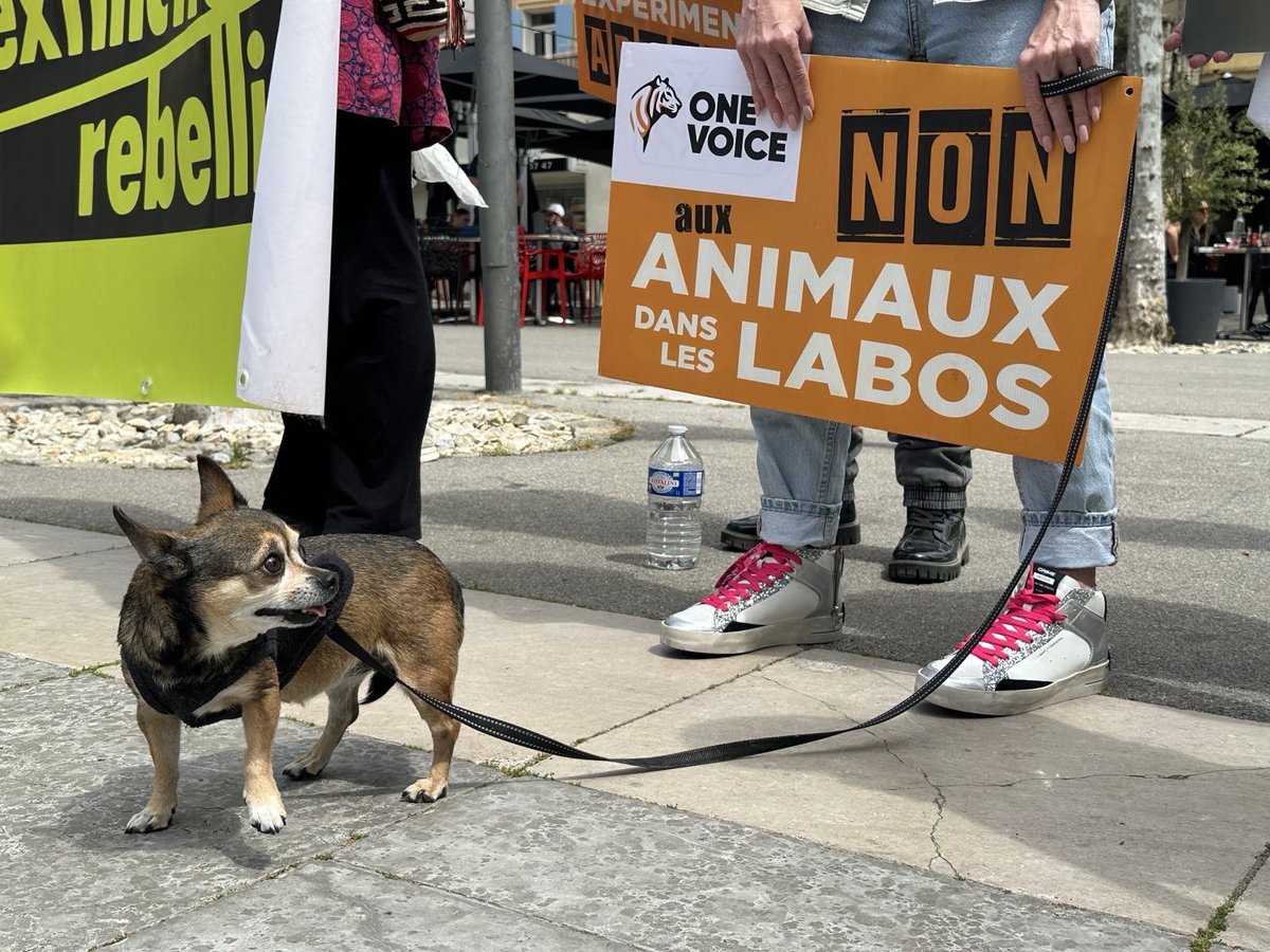 onevoiceanimal's tweet photo. En ce moment à Rousset, mobilisation contre le centre national de primatologie du @cnrs. #StopPrimatesRousset #SingesDeLabo #ExpérimentationAnimale https://t.co/LHBDdR1i4i
