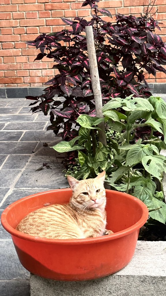 Mr. Goldi enjoying a leisurely evening!