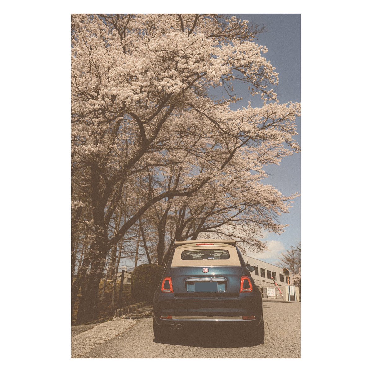 MakotoMurofushi's tweet photo. 粒子入れしてみて
ちょっとしたフィルム調に
#zf #nikonphotography  #nikoncreators #桜 
#アルファホビー部 #フィアット好きな人と繋がりたい 
#フィアット500 #fiat500  #フィアット500c #相棒フィアット #fiat500x #fiat #fiatのある生活 #イタリア車 #日常の風景　 #Zaffiro #fiat500cZaffiro https://t.co/7YEnw3vdzA