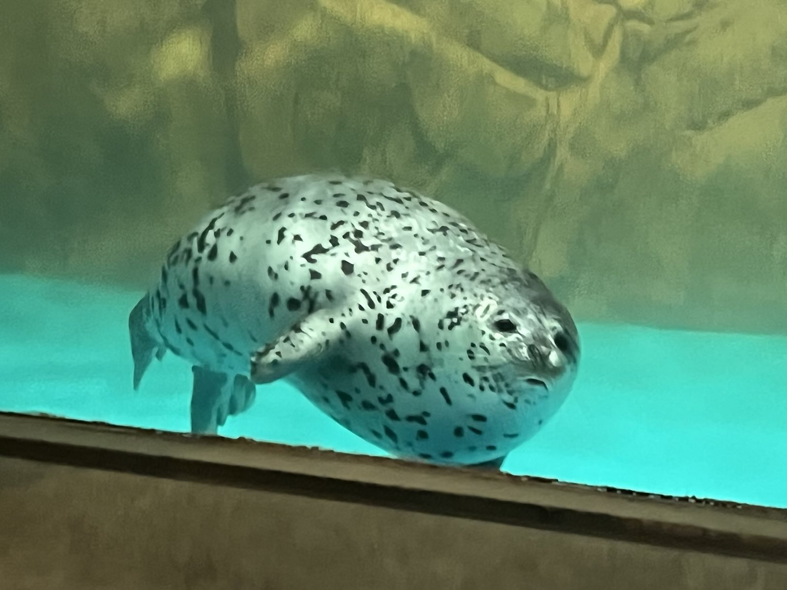 フォカエガッタ on X: フォカエガッタ on X: