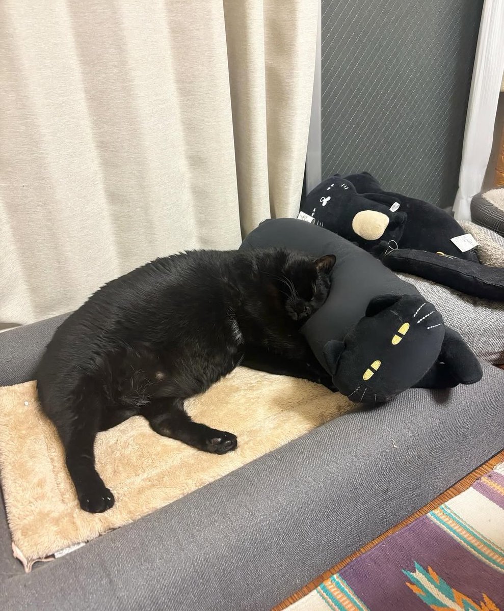 Black cats are not bad luck (@visualscat) on Twitter photo 