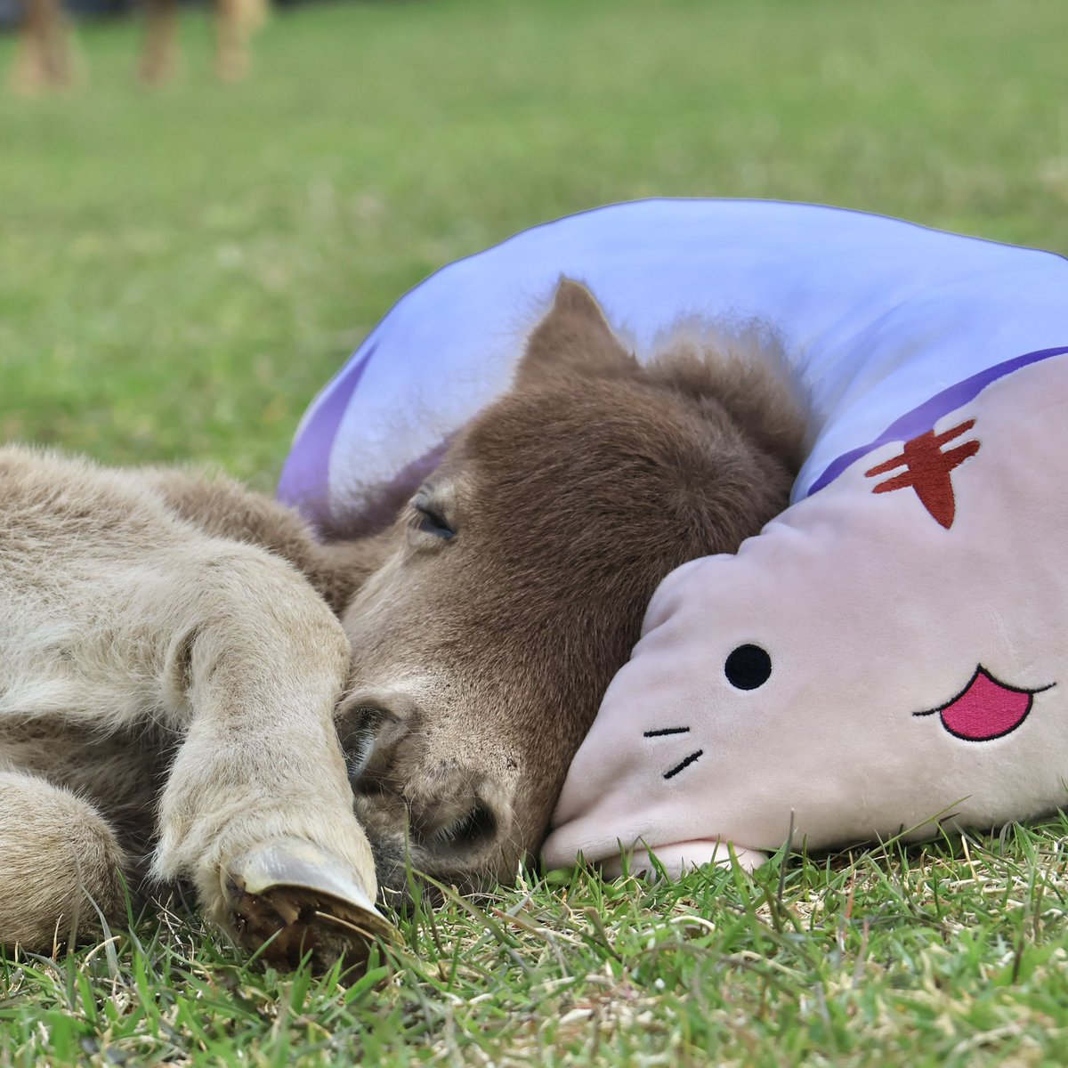 天使のスヤァ……( ˘ω˘ )💤
#おひさま牧場