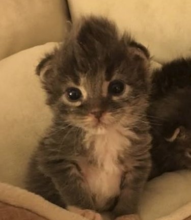 kittenstarkeyy's tweet photo. https://t.co/Sp1BHT3wQl