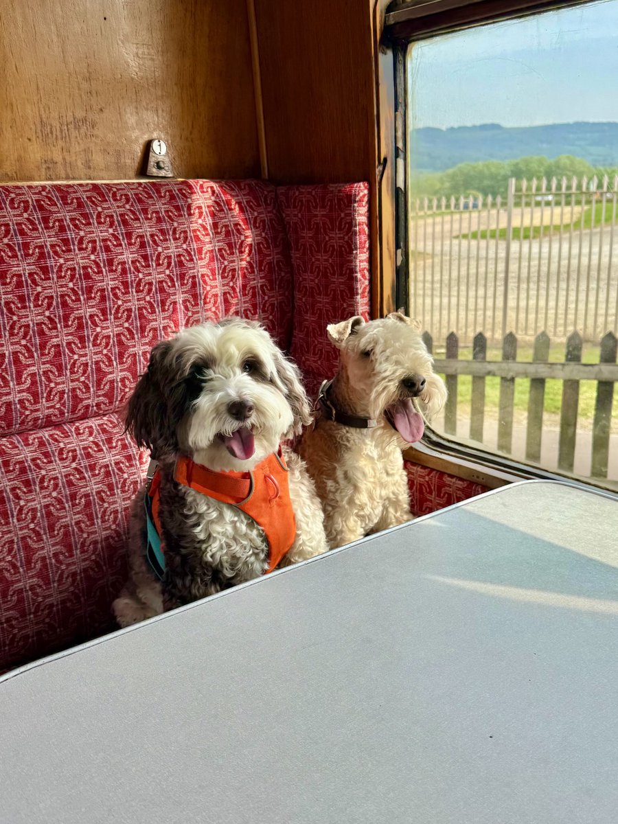 bertie_lakeland's tweet image. Here we are we made the train with 10 seconds to spare, we had to shout ‘Hold the Train for Bertie &amp;amp; Bob’ ❤️