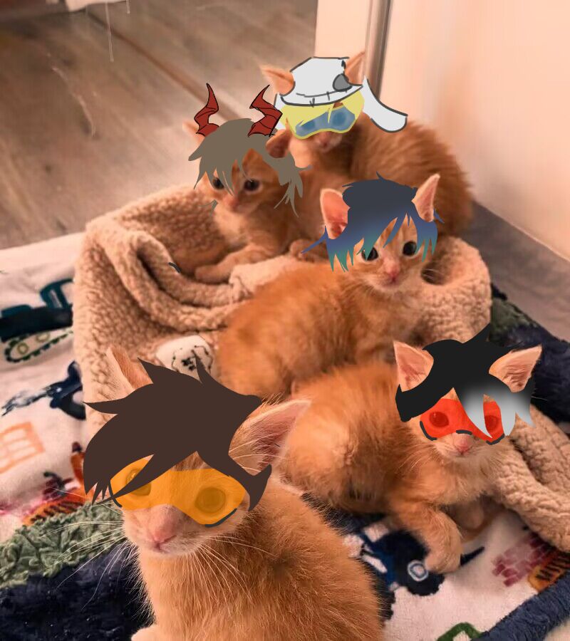 嗯哼一堆猫猫

#tracer