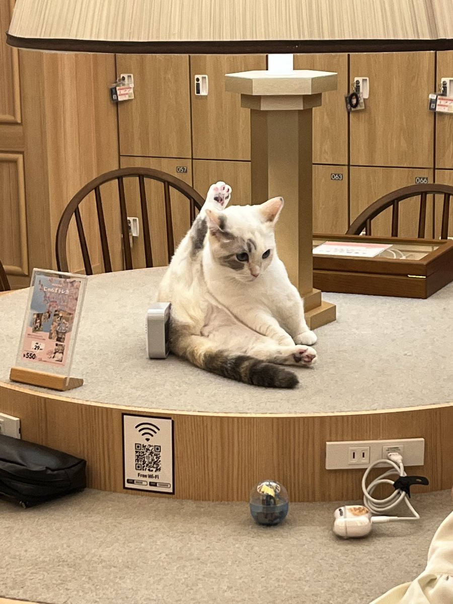 877_SP's tweet photo. 猫カフェ良きでした https://t.co/1gmB5ZYVcm