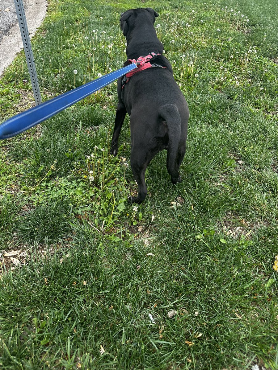 The rabbits in my neighborhood have a deathwish 🙄