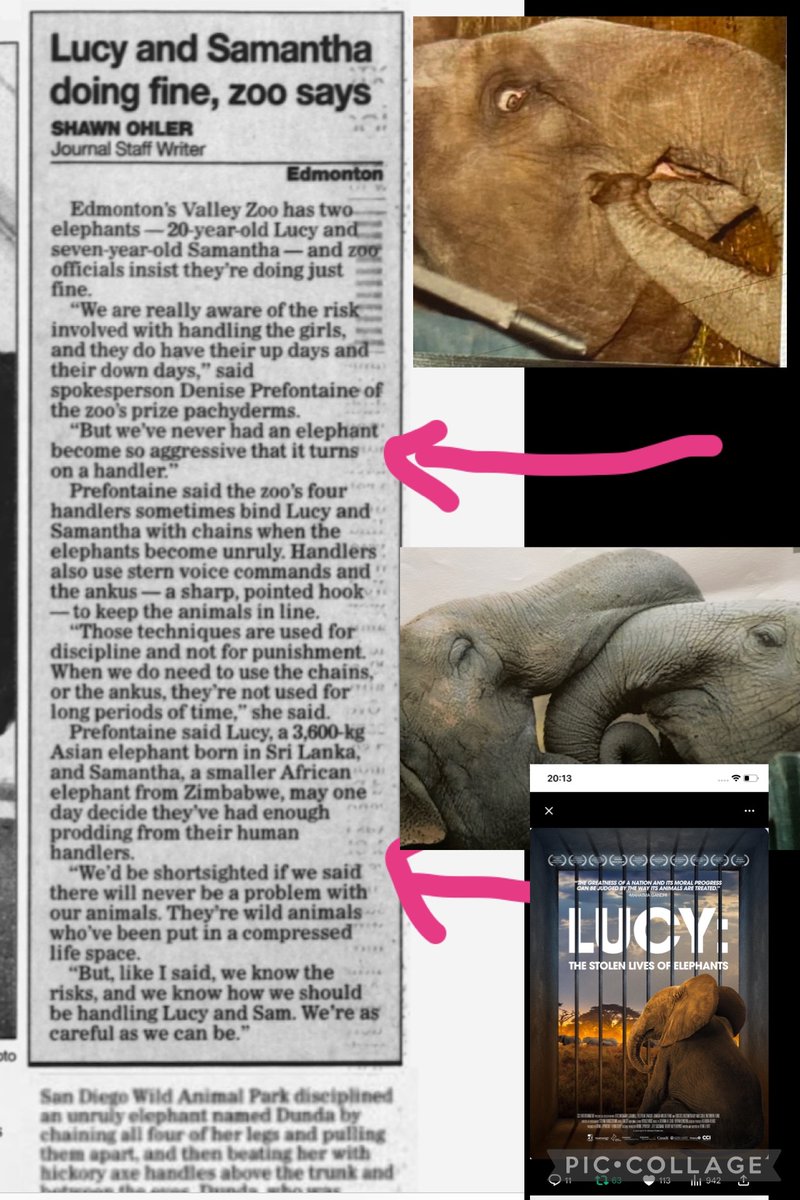 YvonneHooper20's tweet image. #WeekendChaos 
THIS 🔥🐘👇 WASTED 
MILLIONS of tax  💵 

would ANYONE like to say how this is remotely fair and acceptable because by the laws of #Canada #yegzoo
To cause lucy 🐘🇨🇦ANY pain is ILLEGAL by 🔥🇨🇦FEDERAL law.
Never mind playing “make up our own zoo rules”  CAZA🔥🤬