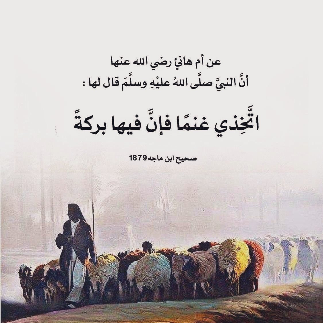 أوصى النبي محمد صلى الله عليه وسلم باتخاذ الغنم لأن في تربيتها خيرًا وبركة، سواء في الرزق أو النفس أو حتى في صفاء القلب.
فالغنم رمز للبساطة والسكينة، ومرافقتها تعلم الإنسان الرحمة والتواضع، كما أنها مصدر رزق من لبنها وصوفها ولحمها...
#مساء_الخير_والسعاده