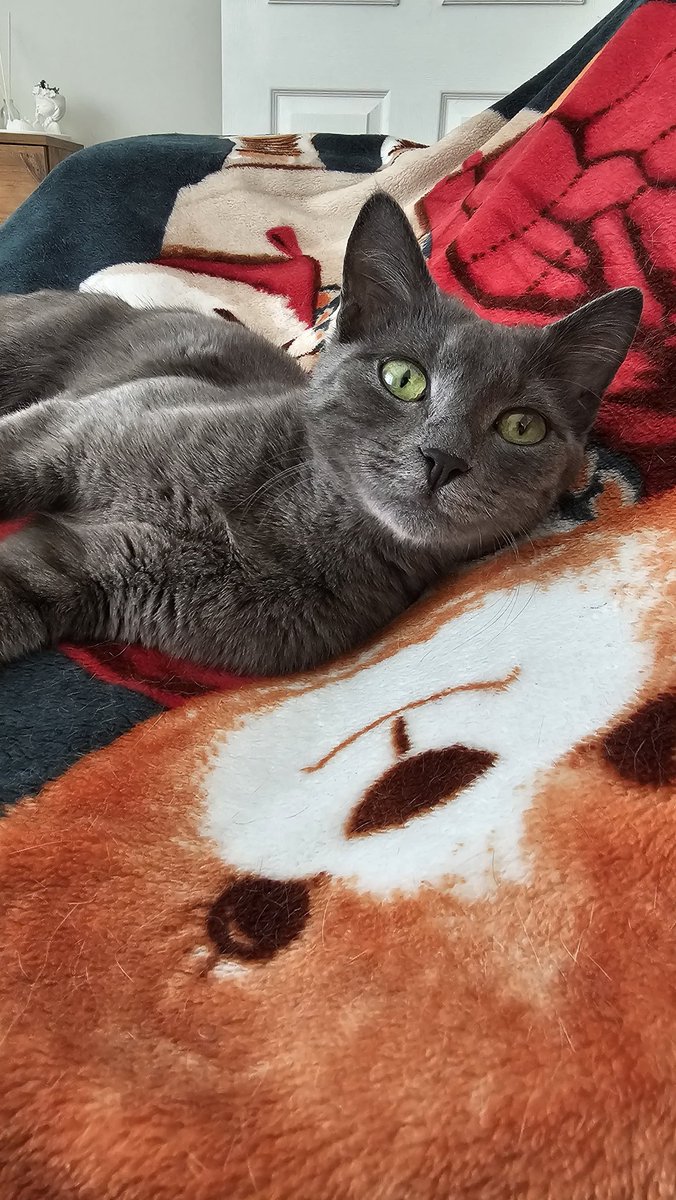 YUVA İLANI ANKARA 🎀🎀
Bu kızı yağmurda ıslanmış halde bulduk. Çocuklar boynuna kurdele bağlamışlar. Ailesini aradık ama yok sokağa atılmış. Russian Blue cinsi dişi ve çok zayıf. En fazla 5 aylık.  Kısırlaştırma ve takip şartı ile Ankara içi yuva arıyorum. İletişim dm