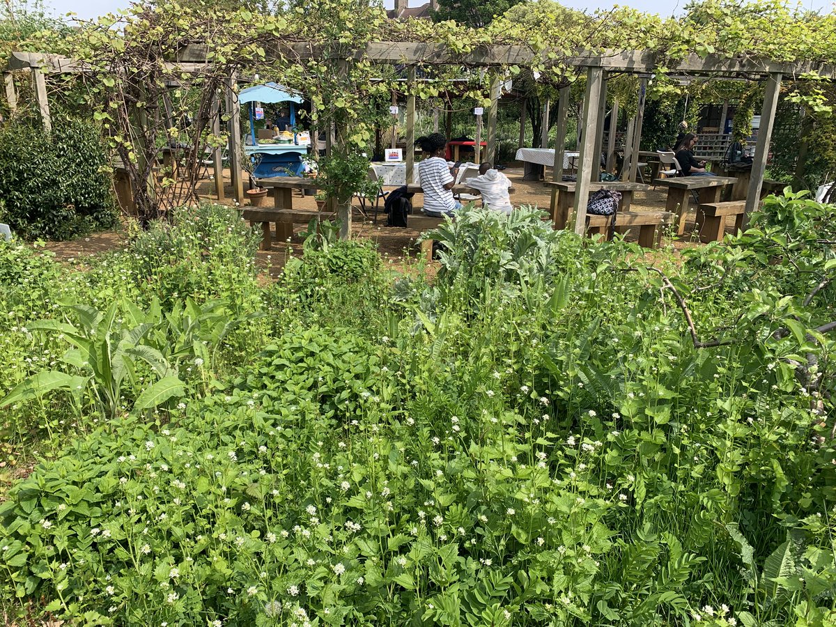 Brilliant family day at <a href="/HCGAGardens/">HCGA</a> with fun activities like designing your own caterpillar inspired by their adaptations to avoid predation. Phoenix Farm has some great caterpillar food plants with garlic mustard supporting orange tip and white butterflies <a href="/savebutterflies/">Butterfly Conservation 🦋</a>