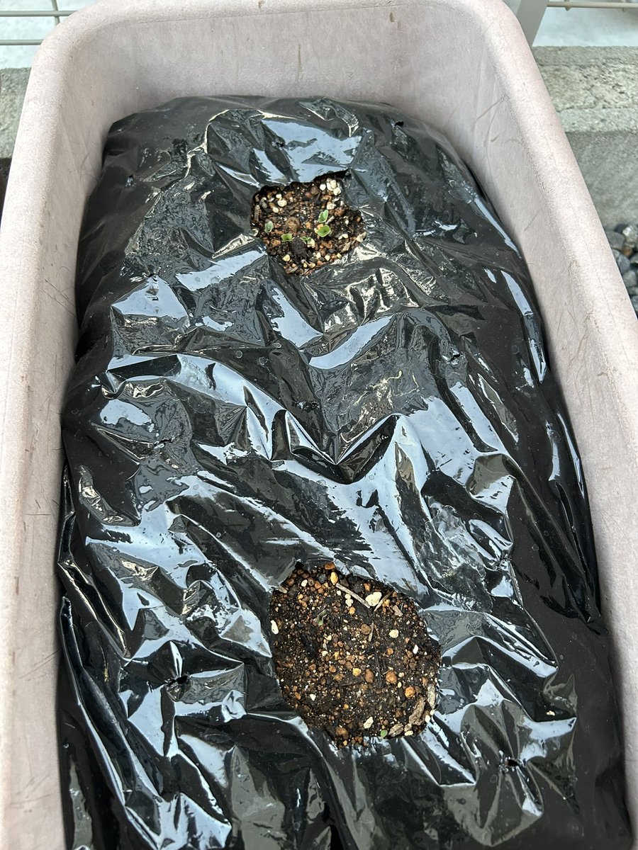 しずく🧡🌵@たにらー tweet media