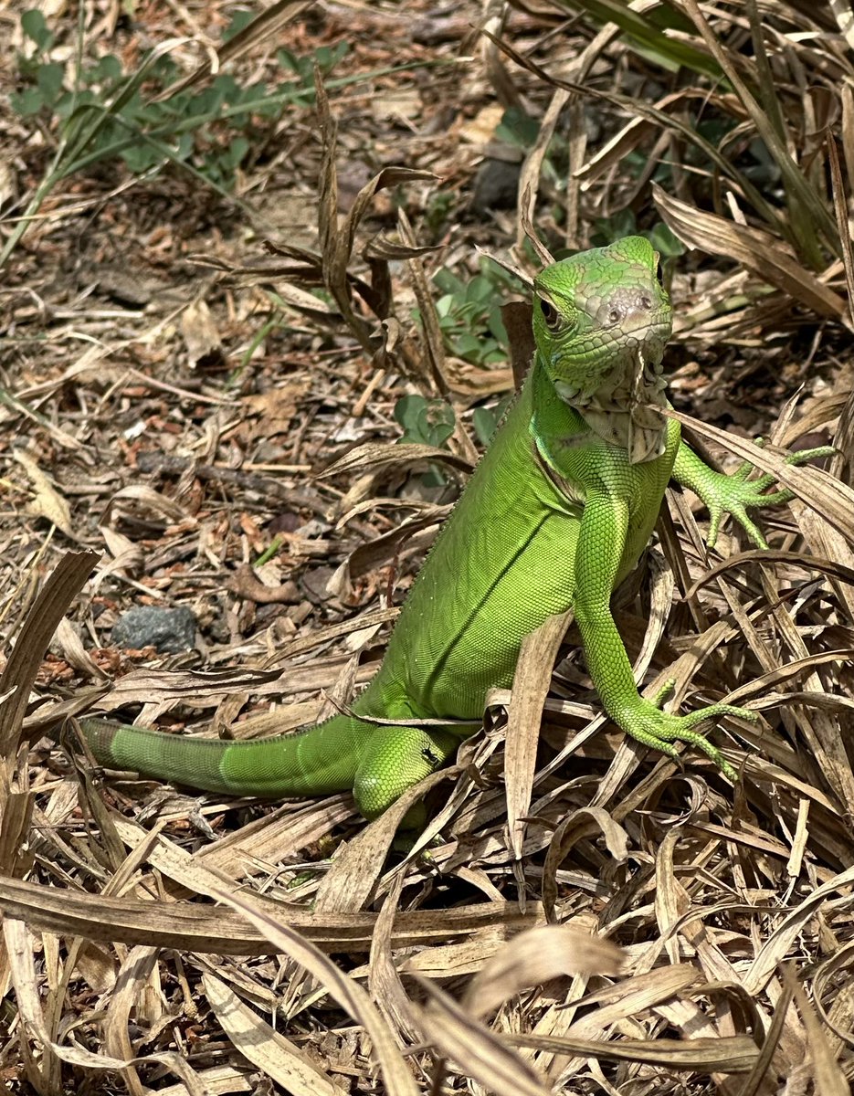 Really fallen in love with Costa Rica, from the people to the scenery, food and wildlife, everything is just spot on.

Every day we seem to see something new, today it was these gorgeous lizards in the beach car park, sure they were posing for the pictures.

#costarica