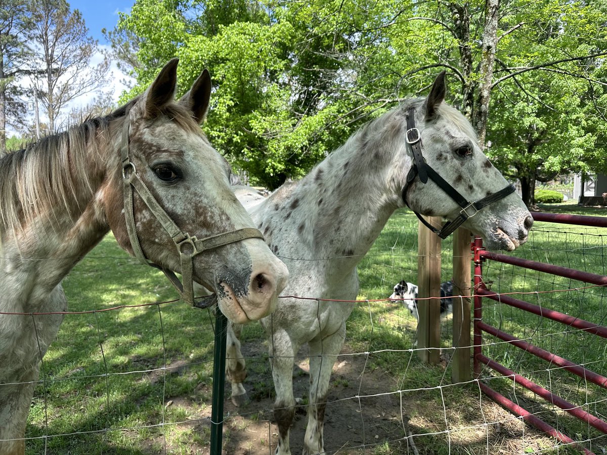 Lucy and Pride, our 2 rescue horses, enjoying the nice weather
