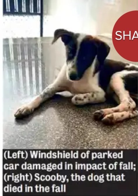 PhaedraXTeddy's tweet image. 🇮🇳 Neurosurgeon Dr. #SagarBallal carried beloved community pet Scooby to top of building and dropped him on a car to his death. Only justice will be for the car, not the dog. Penalty for #AnimalCruelty is around 50 cents in #India 🇮🇳, if anything.