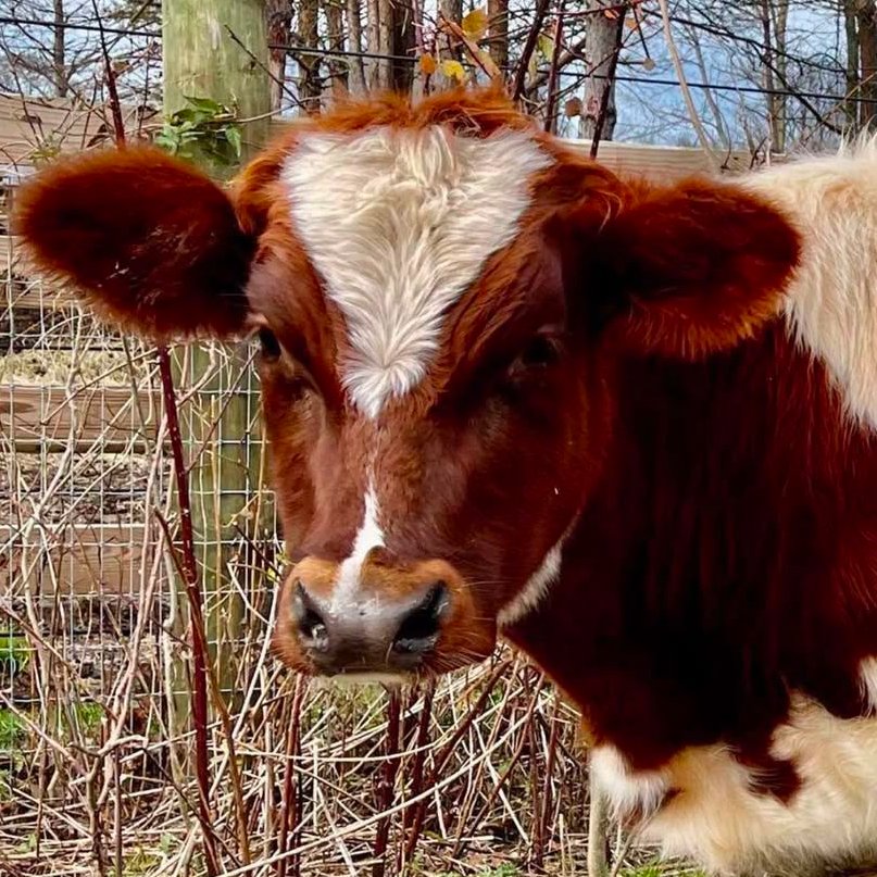 📅 1st May 2025
🐮 Albert
🏷️ Instagram/albertthesupercow
💕 #animaloftheday