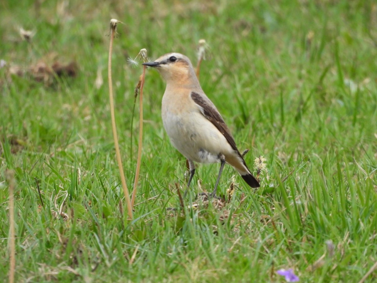 Sean (@sean_ire) on Twitter photo A Dipper, a Grey Wagtail and a Female Wheatear in the Caher Valley with <a href="/charlielyo31903/">charlie lyons</a> during The Clare Branch Outing today.
<a href="/BirdWatchIE/">BirdWatch Ireland</a> <a href="/Britnatureguide/">The British Nature Guide</a> #BirdsSeenIn2025 #BirdsOfTwitter #photography #birdphotography #birding #TwitterNatureCommunity A Dipper, a Grey Wagtail and a Female Wheatear in the Caher Valley with <a href="/charlielyo31903/">charlie lyons</a> during The Clare Branch Outing today.
<a href="/BirdWatchIE/">BirdWatch Ireland</a> <a href="/Britnatureguide/">The British Nature Guide</a> #BirdsSeenIn2025 #BirdsOfTwitter #photography #birdphotography #birding #TwitterNatureCommunity