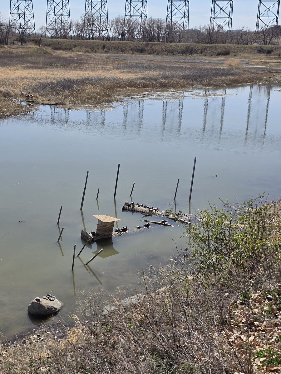 scott_mcgregor's tweet image. Hey @LethbridgeCity, any chance we could clean this up and give the turtles something better to sunbathe on?  It&apos;s a bit apocalyptic 🐢