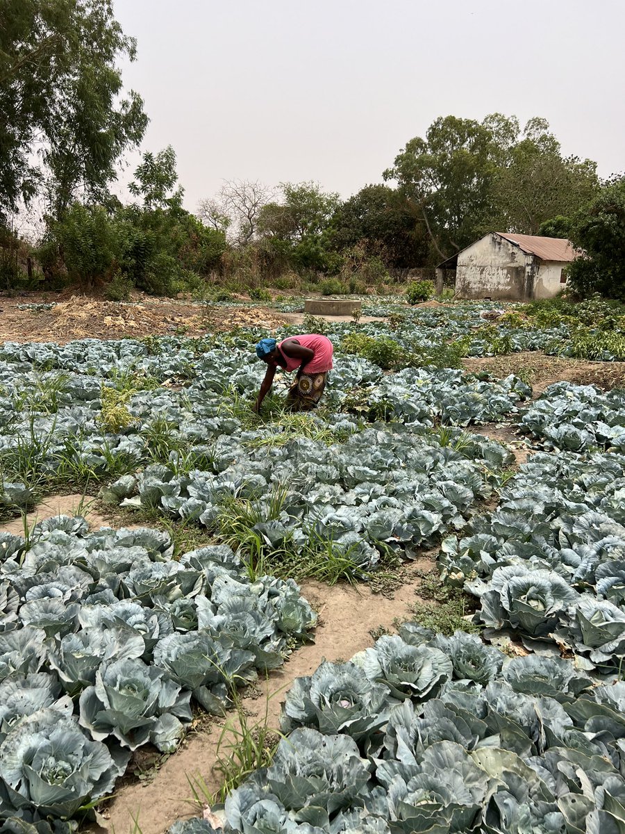 GGWFrontline's tweet photo. So how are these farmers facing this threat? With resilience, innovation, and hope 🍀. They are a powerful reminder of what’s possible when you stay committed to building a better, more sustainable future — even against the toughest odds.

 #SustainableFarming #ggwfrontline https://t.co/Kx05TxZ4qJ